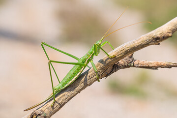 Bush cricket or Spiked Magician (Saga pedo) on the branch