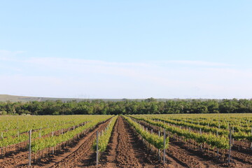 Fototapeta na wymiar rows of vines