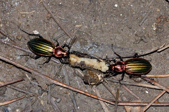 High angle shot of the shiny and colourful Carabus auronitens beetles eating