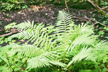 green fern Bush in the forest side view