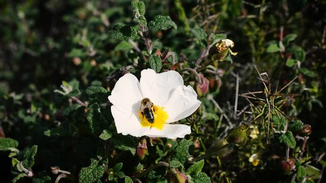 A Bee perching on a Jara flower to collect pollen - Extremadura, Spain