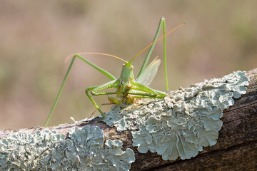 Bush cricket or Spiked Magician (Saga pedo) on the branch eating Mantis
