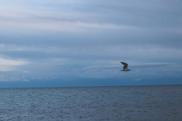 Seagulls on Sand Beach