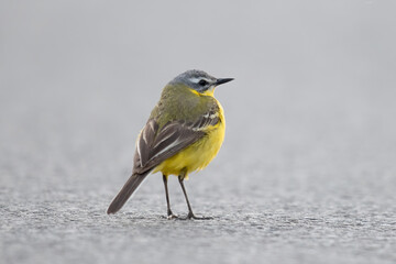 Schafstelze (Motacilla flava)
