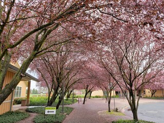 spring in the park
