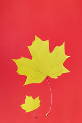 yellow autumn maple paper leaves on red concept
