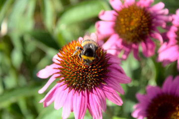 Hummel auf dem roten Sonnenhut
