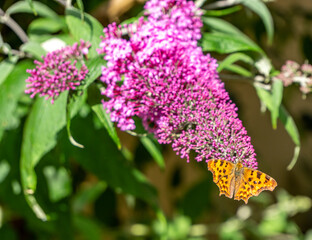 Argynnis paphia butterfly on lilac background