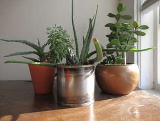 Group of Potted Succulents near Window with Natural Light