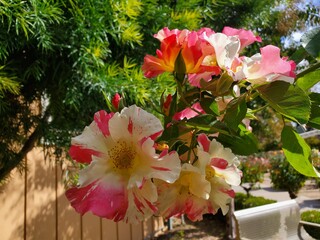 pink flowers in garden