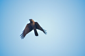 Free as a bird. Herring gull Larus argentatus winter plumage .