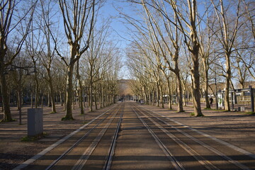 Track between trees
