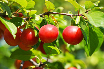 Cherry plum on a branch close-up.