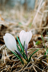 Obraz premium Crocus. White saffron flower in the field. Pistils. Stamens. Flower. Leaves.