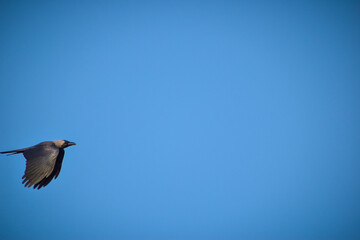 Free as a bird. Herring gull Larus argentatus winter plumage .
