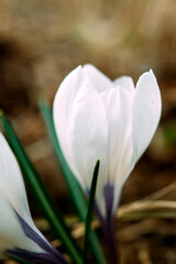 Fototapeta premium Crocus. White saffron flower in the field. Pistils. Stamens. Flower. Leaves.