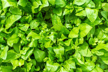 Fototapeta na wymiar Organic gardening, spinach in a vegetable garden, growing organic plants