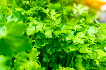 Coriander plant leaf growing in the garden. Green coriander leaves vegetable for food ingredients