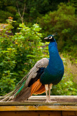 Fototapeta premium peacock in the garden