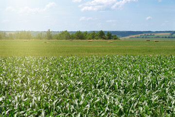 Fototapeta na wymiar Corn field on a sunny day. Harvesting. Agriculture.