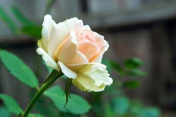 Garden rose in bloom close-up on a blurred background. White rose blooms on a bush in summer. Blooming flower in the summer garden