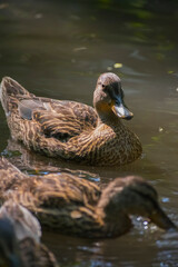 duck on the water