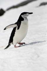 Chinstrap penguin (Pygoscelis Antarctica) walking up a glacial ice cap, Half Moon Island, South Shetland Island, Antarctic Peninsula