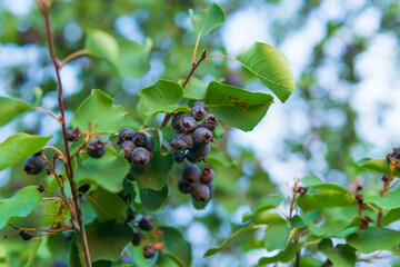 Amelanchier alnifolia, the saskatoon, Pacific serviceberry, western serviceberry on the branches of a tree harvest berries. selective focus