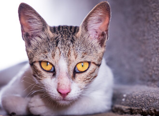 Stray White Cat with Yellow Eyes. Closeup