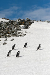 Chinstrap penguins (Pygoscelis Antarctica) walking up a glacial ice cap, Half Moon Island, South Shetland Island, Antarctic Peninsula