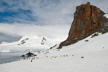 Chinstrap penguin (Pygoscelis Antarctica), Half Moon Island, South Shetland Island, Antarctic Peninsula