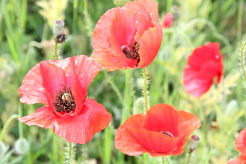 red poppy flower