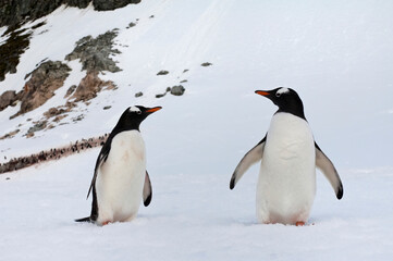 Obraz premium Gentoo Penguins (Pygoscelis papua), Cuverville Island, Antarctic Peninsula