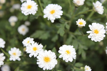 Fototapeta premium daisies in the garden