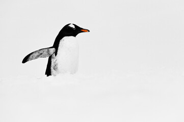 Gentoo Penguin (Pygoscelis papua), Cuverville Island, Antarctic Peninsula