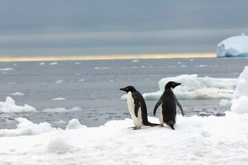 Fototapeta premium Two Adelie Penguins (Pygoscelis adeliae) on the ice shelf, Brown Bluff, Peninsula Antarctica