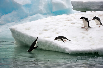 Adelie penguins (Pygoscelis adeliae) leaping into the water, Brown Bluff, Peninsula Antarctica