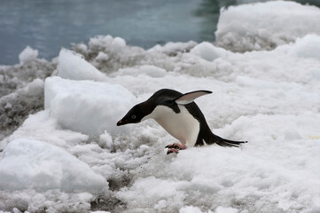 Fototapeta premium Adelie Penguin (Pygoscelis adeliae) on the ice shelf, Brown Bluff, Peninsula Antarctica