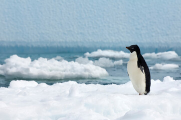 Fototapeta premium Adelie penguin (Pygoscelis adeliae) standing on an iceberg, Paulet Island, Erebus and Terror Gulf, Antarctic peninsula