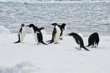 Group of Adelie penguins (Pygoscelis adeliae) on an iceberg, Paulet Island, Erebus and Terror Gulf, Antarctic peninsula