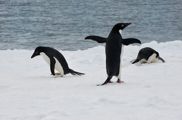 Group of Adelie penguins (Pygoscelis adeliae) on an iceberg, Paulet Island, Erebus and Terror Gulf, Antarctic peninsula