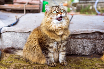 Naklejka na ściany i meble siberian cat with green eyes opened her mouth asking for food on the street. a pet