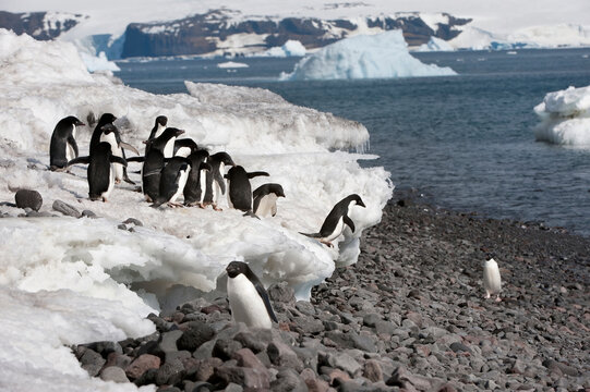 Adelie penguins ((Pygoscelis adeliae) jumping on the beach, Paulet Island, Erebus and Terror Gulf, Antarctic peninsula