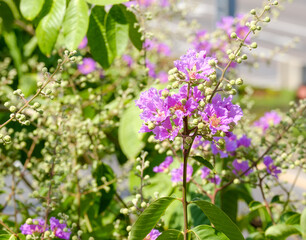 Obraz premium Lagerstroemia floribunda are blooming at summer in thailand, closeup beautiful purple flowers on tree