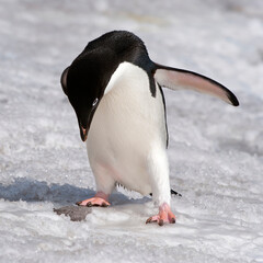 Adelie Penguin (Pygoscelis adeliae), Paulet Island, Erebus and Terror Gulf, Antarctic peninsula © Gabrielle