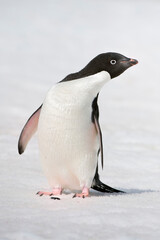 Adelie Penguin (Pygoscelis adeliae), Paulet Island, Erebus and Terror Gulf, Antarctic peninsula