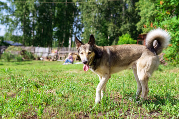 dog stuck out its tongue against the blurred summer background. selective focus