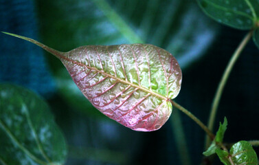 Rain drop on a leaf.