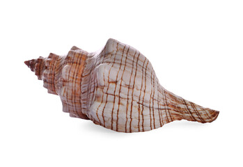 Beautiful exotic sea shell isolated on white
