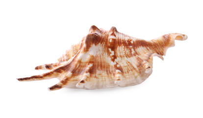 Beautiful exotic sea shell isolated on white
